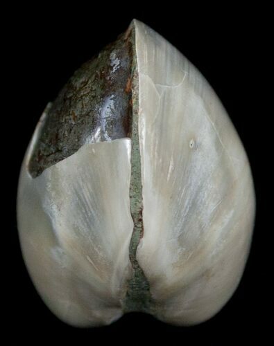 Polished Fossil Clam - Small Size #5288